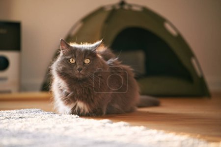 a Cat Relaxing in Its Tent Bed with the Sunlight Shining Through