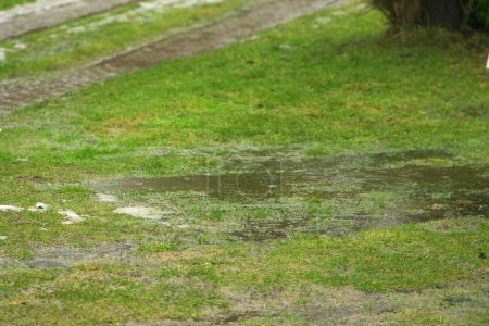 Téléchargez les photos : L'eau stagnante et le sol hydrophobe peuvent causer de l'érosion et des dommages à l'eau dans les cours et les champs agricoles - en image libre de droit