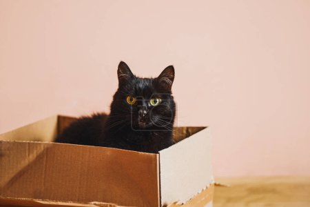 Fluffy Feline Discovers Delight in Simple Cardboard Haven