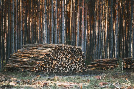 Auswirkungen unkontrollierter Entwaldung. Umweltschäden in den europäischen Wäldern