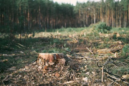 Déforestation incontrôlée Ravageant les forêts européennes et l'équilibre écologique