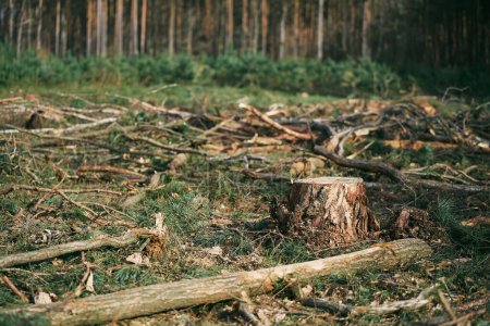 Folgen der Klimakrise für die Entwaldung