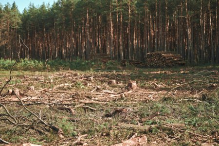 Verheerende Auswirkungen der Entwaldung: Umweltschäden entfesselt