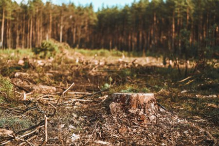 Auswirkungen unkontrollierter Entwaldung. Umweltschäden in den europäischen Wäldern
