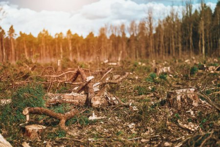 Grumes de pin empilées. Impact sur les forêts persistantes européennes.