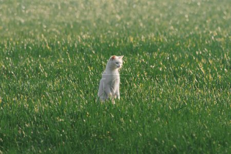 Streunende Katze pirscht sich auf saftig grüne Wiese
