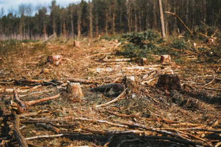 Woodland Stamm Stack. Auswirkungen der Klimakrise