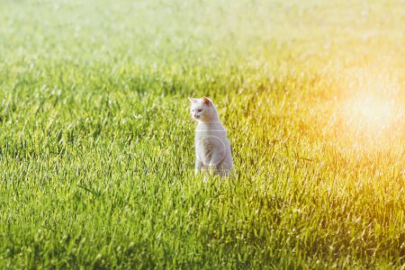 Neugierige Katze auf Streifzug im Frühlingsgarten