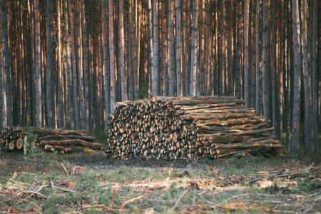 Stacked Pine Logs. Impact on European Evergreen Forests.
