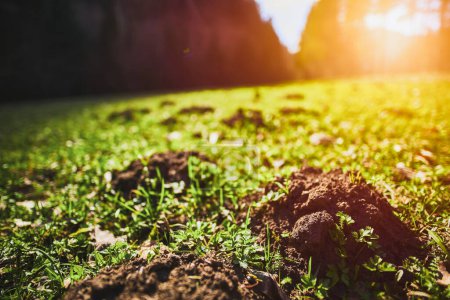 Garteneinbrecher: Maulwurfshügel beschmutzen den Frühlingsrasen