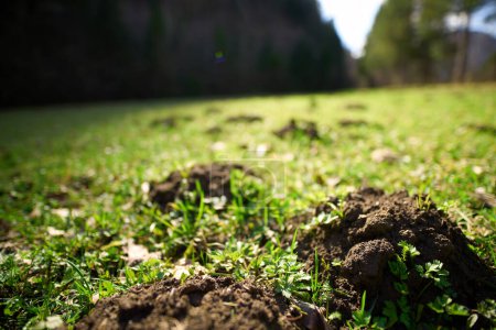 Unwanted Mounds: Moles Turn a Lawn into a Landscape