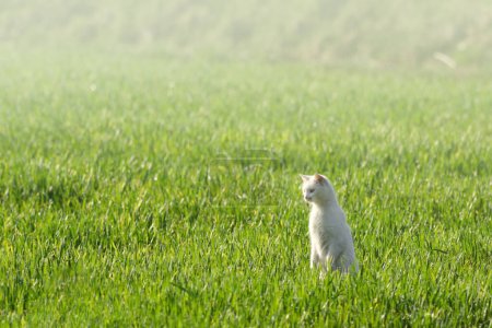 Feline Hunter Moves Stealthily Through Grass