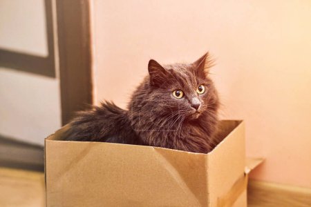 Flauschige Katze entdeckt Freude in einfachem Kartonofen