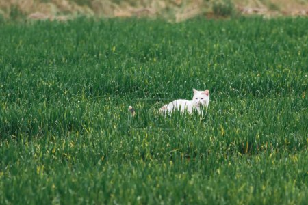 White stray cat hunting in the green grass. Domestic cat and outdoors.
