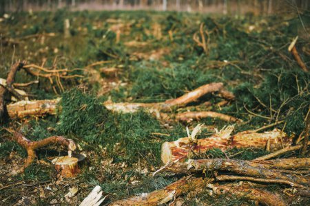 Unkontrollierte Entwaldung vernichtet europäische Wälder und ökologisches Gleichgewicht