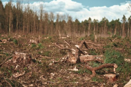 Ecological Damage. Deforestation Impact on European Evergreen Forests.