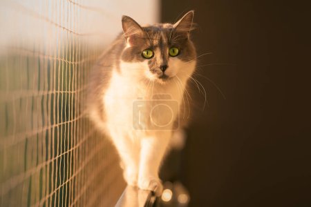 graue Katze auf dem Balkon, geschützt durch Nylonnetz