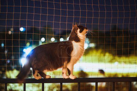 gray cat balancing on balcony window sill next to cat safety net