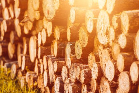 Cortar troncos apilados a medida que aumenta la evidencia de deforestación