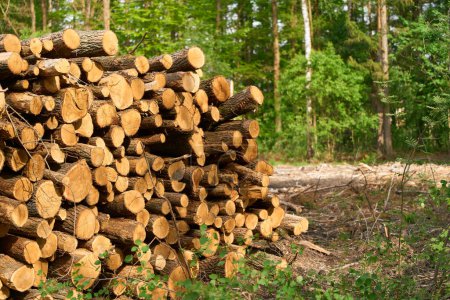 Photo for Stacked Logs in Sunny Countryside Field - Royalty Free Image