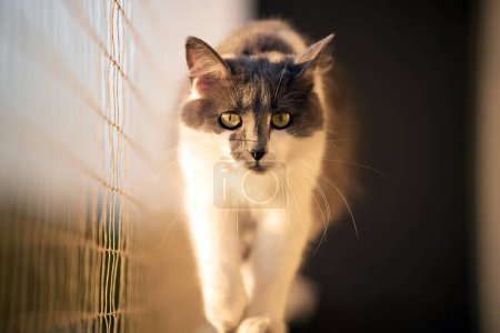 Cute kitten stands on window ledge Safety net keeps it safe