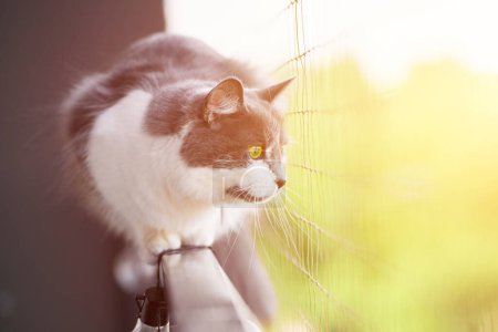 graue Katze auf dem Balkon, geschützt durch Nylonnetz