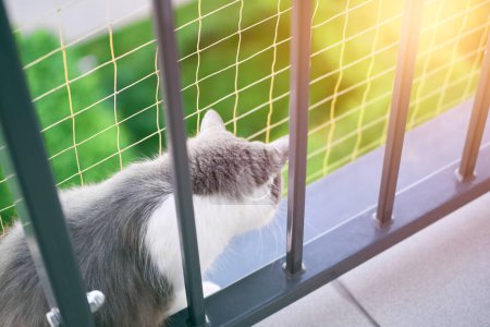 Gray cat breathes fresh air on window sill Safety net keeps it safe