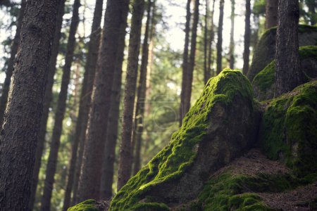 Big moss-covered rock in the European forest. Sunlight on the dark green moss. A moody landscape detail in the woods.