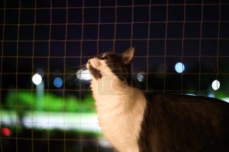 Graue Katze genießt frische Luft auf Fensterbank Geschützt durch Sicherheitsnetz