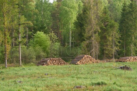 Wooden Logs Stacked in Open Field