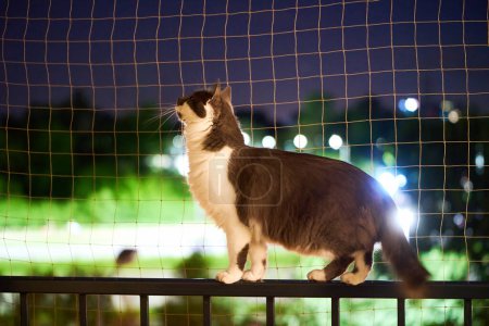 Graue Katze genießt frische Luft und Aussicht auf Balkonvorsprung mit Sicherheitsnetz