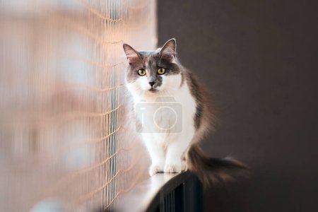 Gray cat enjoys fresh air on window sill Protected by safety net