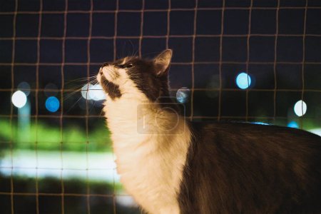 Katzennetz. Schutznetz für Haustiere auf Balkon