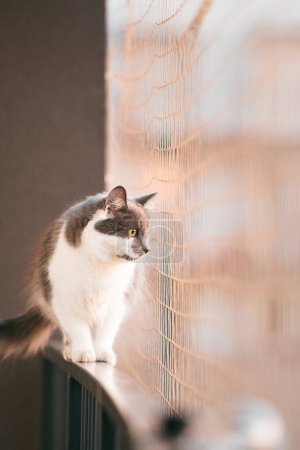 Balcony Adventurous Cat with Safety Net