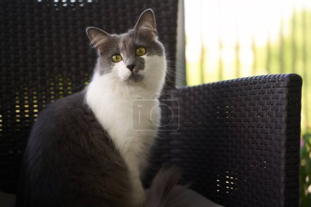 Sicherheitsnetz schützt junge Katze vor dem Sturz vom Balkon