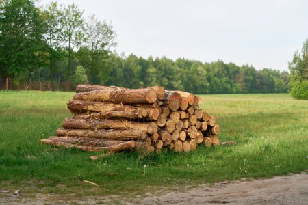 Timber Pile Cut and stacked in the woods