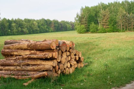 Registros de madera apilados en campo abierto