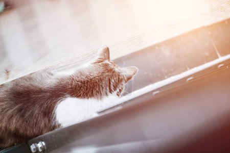 Flauschige graue Katze auf Fensterbank Sicherheitsnetz sorgt für Balkonsicherheit