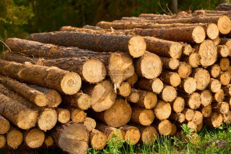 Wood logs piled up in a dense forest environment.  forestry industry impact on the natural landscape.