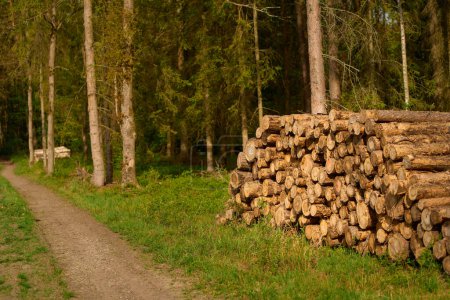 Brennholzstapel: Naturstromquelle im Wald