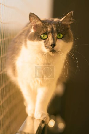 graue Katze balanciert auf Balkonfensterbank neben Katzensicherungsnetz