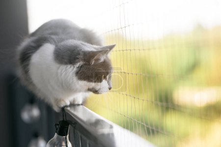 Cat safe on the balconywith protection grid net