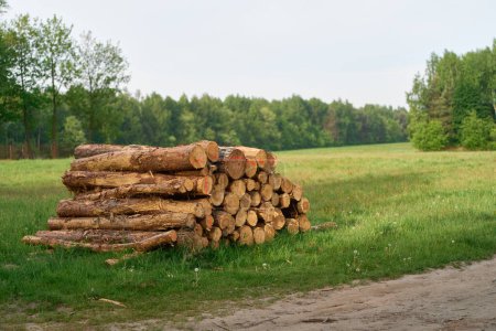 Una pila de troncos tirados en el suelo del bosque, rodeados de árboles y follaje