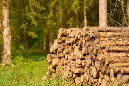 Stacked Logs in Sunny Countryside Field