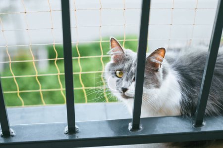 Flauschige graue Katze auf Fensterbank Sicherheitsnetz sorgt für Balkonsicherheit