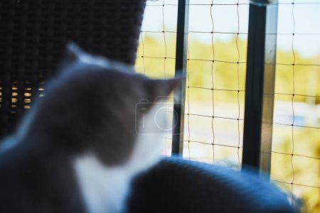Gray cat breathes fresh air on window sill Safety net keeps it safe