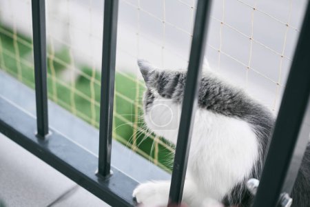 Graue Katze genießt frische Luft und Aussicht auf Balkonvorsprung mit Sicherheitsnetz