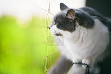 Cat safe on the balconywith protection grid net