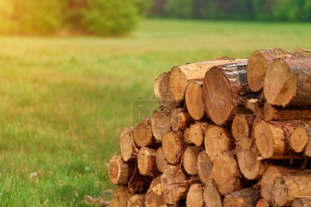 Firewood Stacks: Nature Power Source in the forest