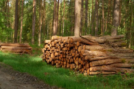 A Pile of Logs in a Forest